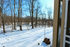 backyard-Medium